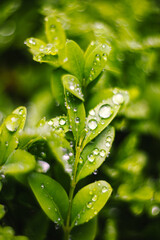 water drops on green leaf