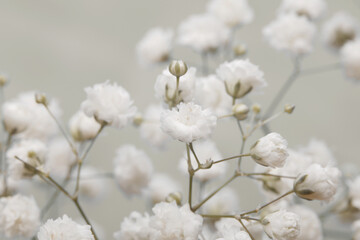 Soft focus smoke gypsophila flower on blur beige gray copy space nature horizontal background.