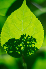 green leaf with leaf shadow