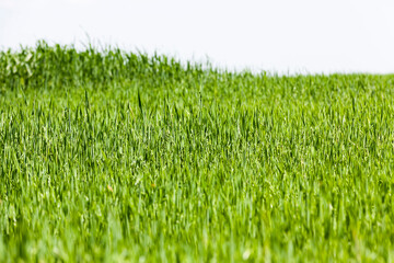 growing livestock feed green oats in a large field