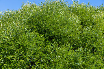 Trees with green foliage in the summer