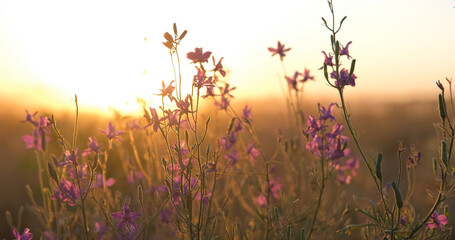 Beautiful wilde weeds and flowers close up during sunset	 - 521660348