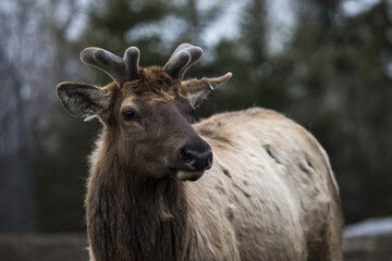 WAPITI