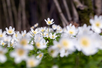 spring white flowers sprouting in the forest