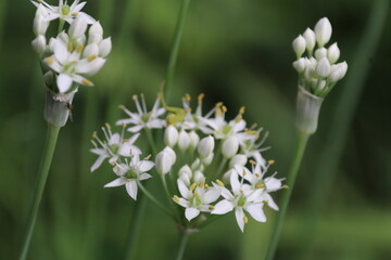 晩夏の東京に咲く野草。ニラ。