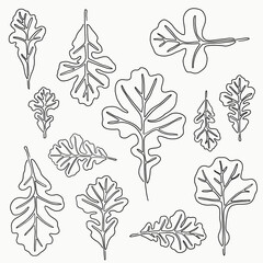 Simplicity maple freehand drawing flat design.