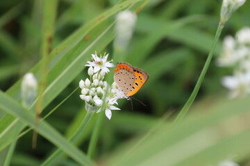 ニラの花にとまるベニシジミ