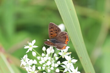 ニラの花にとまるベニシジミ