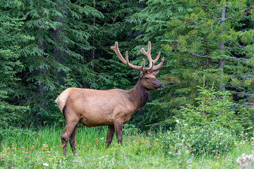 Naklejka na ściany i meble Large bull elk stands in a forest with wildflowers in Jasper National Park Alberta Canada