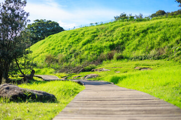 シドニーの海岸近くの公園、緑の芝生と青空