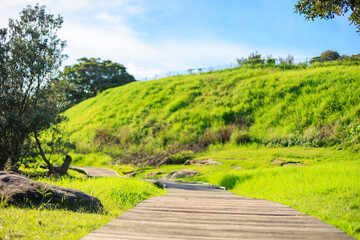 シドニーの海岸近くの公園、緑の芝生と青空