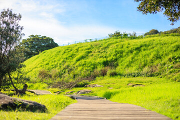 シドニーの海岸近くの公園、緑の芝生と青空