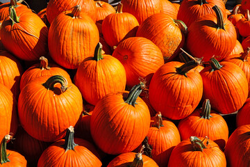 Small orange pumpkins in the fall