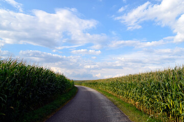 Fototapeta na wymiar Road in the cornfields