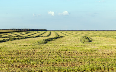 green grass in a field in the summer, a field with