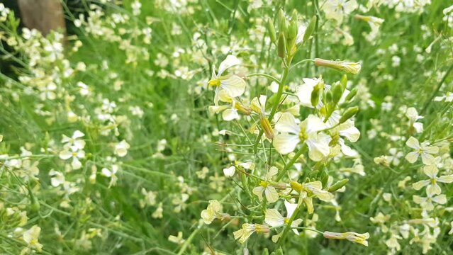 Flores blancas