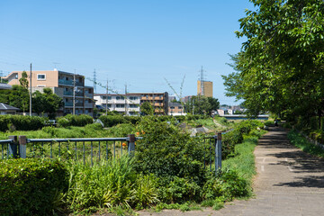 Fototapeta premium 夏の多摩川沿いの散歩道
