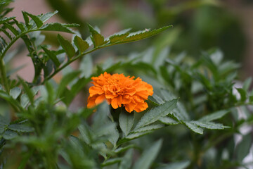 マリーゴールド