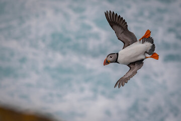 Puffin in Flight, Orkney Scotland
