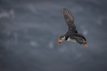 Puffin in Flight, Orkney Scotland
