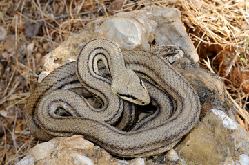 Vierstreifennatter // Four-lined snake (Elaphe quatuorlineata) - Peloponnes, Griechenland