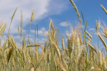 Agricultural wheat field with unripe wheat