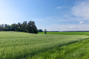 Wheat field with unripe wheat swaying in the wind
