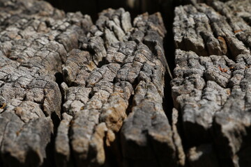 Texture de bois