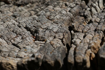 Texture de bois