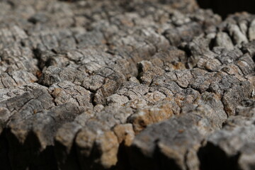 Texture de bois