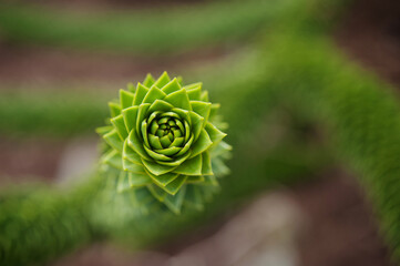 Monkey puzzle tree. Detail as background