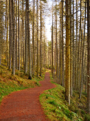 Obraz premium roter Waldweg mit Kontrasten - gelbe massige Bäume - Schottland