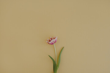 Delicate tulip flower on neutral yellow background with copy space