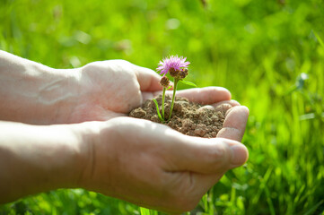 Naklejka na ściany i meble Hands holding wild flower with soil. Caring for nature and the envir. Earth Day holiday