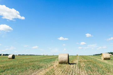 Field with straw bales after harvest against sky background. Stacks of straw after harvesting ears of wheat. Agricultural farm, field after harvest of grain crops.