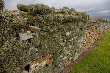 Lichen Covered Dry Stone Wall, Orkney, Scotland
