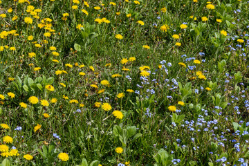 a field where a large number of yellow dandelions grow