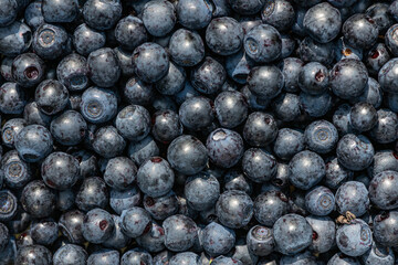 the harvest of wild berries is large
