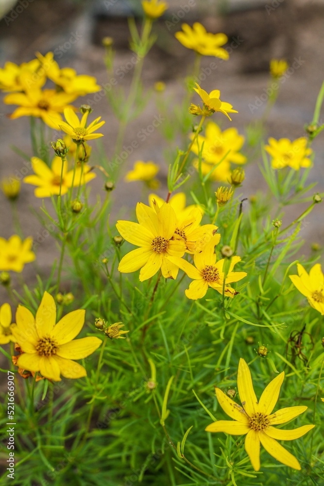 Poster vertical closeup of the whorled tickseed, coreopsis verticillata in the garden.