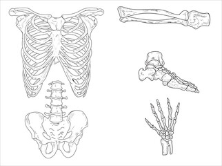 Human joints and body parts bone icons sketch