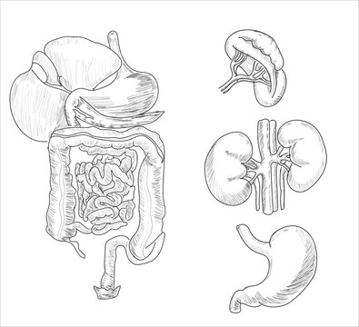 Human organ icons sketch. Lungs, liver, heart, large intestine, tooth, ear