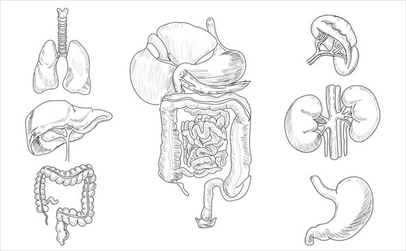 Human organ icons sketch. Lungs, liver, heart, large intestine, tooth, ear