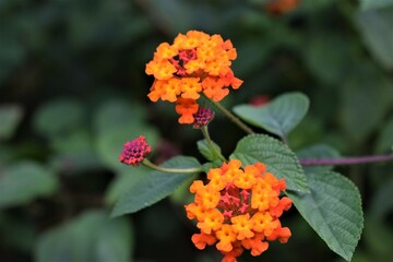 blossom orange flower 