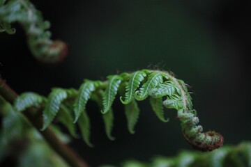 Furled Fern