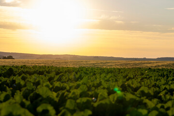 Sunset on an agricultural field in the summer