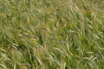 An agricultural field where cereals are grown to harvest grain