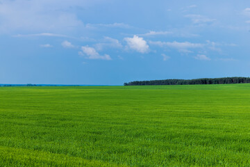 Wheat field with unripe wheat swaying in the wind