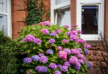 Pink and purple hydrangea bush under the window of English terraced house