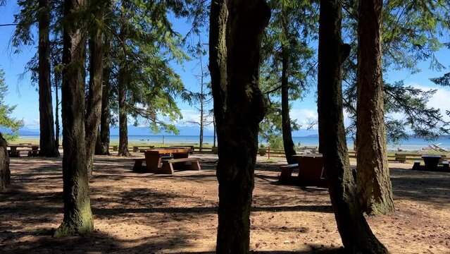 huge Mighty spruce or pine coniferous trees grow on the beach of the Pacific Ocean on Vancouver Island Canada there is a place to have a picnic in calm Calm Rathtrevor Beach, Parksville. High quality