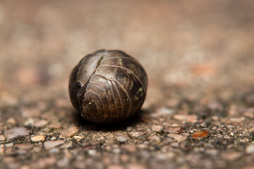 Assel rollt sich zum eigenen Schutz ein